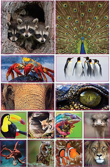 �� ������� - NATIONAL GEOGRAPHIC ICONIC BLUE 3 �������